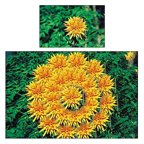 Cokin P204 Multi-Image X25 Filtre 