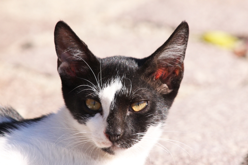 Tamron 28-80mm AF F:3.5-5.6 Zoom Lens Canon Uyumlu           