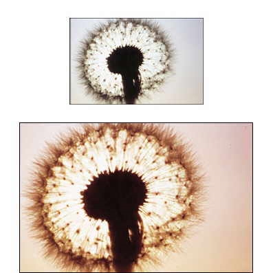 Cokin P 031 85C Filtre  