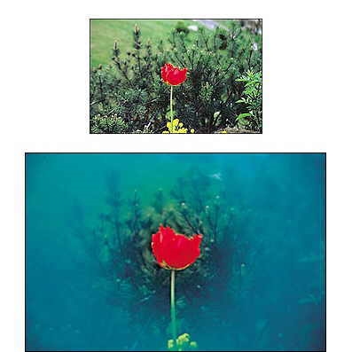 Cokin P 067 Spot Blue Filtre